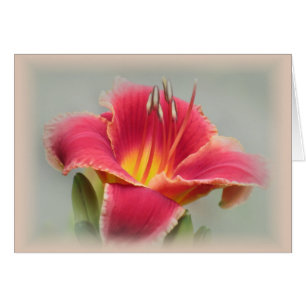 État d'esprit de Lily - Daylily