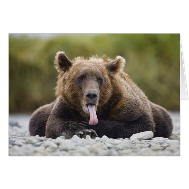 États-Unis, Alaska, Parc national de Katmai, baie  (Devant horizontal)