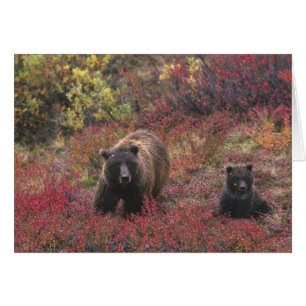 États-Unis, Alaska, Parc national Denali. Ours bru
