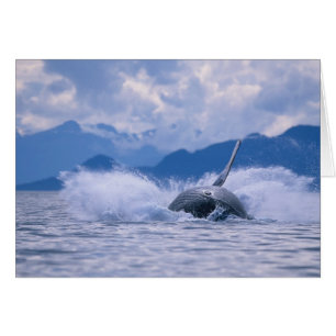États-Unis, Alaska, Tongass National Forest, Humpb