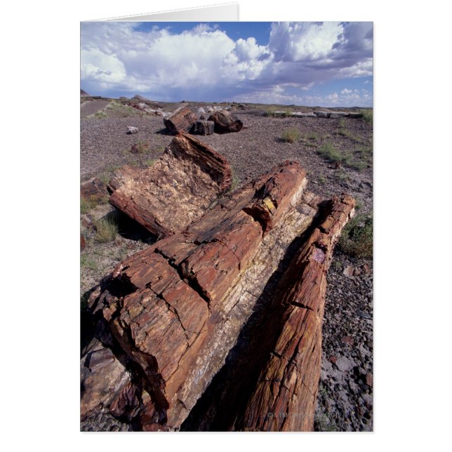 États-Unis, Arizona, Parc National de la Forêt Pet (Devant)