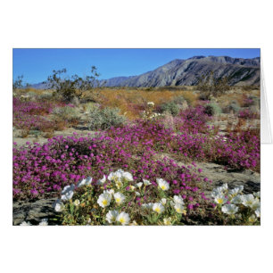 États-Unis, Californie, Anza-Borrego DSP. Soirée s