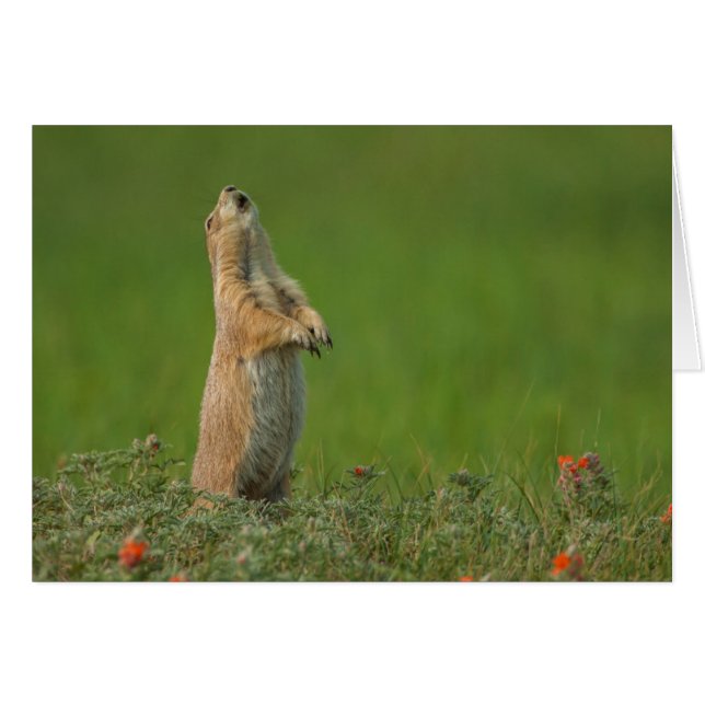 États-Unis, Dakota du Sud, Parc d'État de Custer (Devant horizontal)
