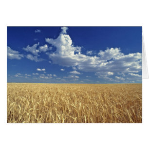 États-Unis, État de Washington, Colfax. Blé mûr