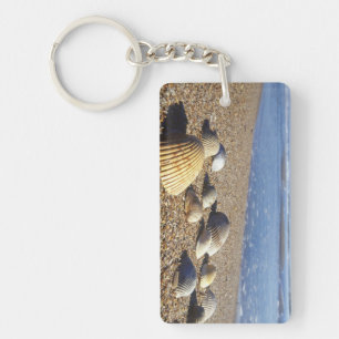 États-Unis, Floride, coquillages marins côtiers