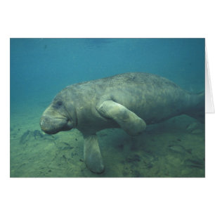 États-Unis, Floride, Manatee
