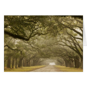 États-Unis, Géorgie, Savannah, Une allée bordée de