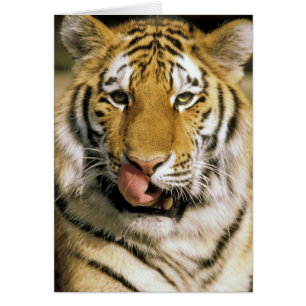 États-Unis, Michigan, Détroit. Zoo de Détroit, tig