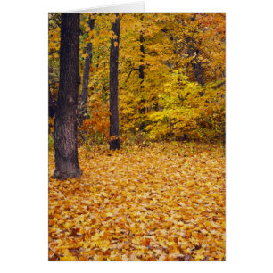 États-Unis, Missouri, comté de Boone, Maple Forest