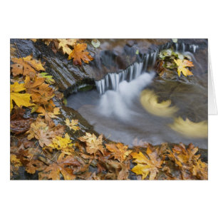 États-Unis, Oregon, Sweet Creek. Feuilles d'érable