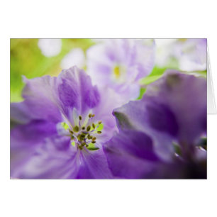 États-Unis, Oregon, vallée de Willamette, Larkspur