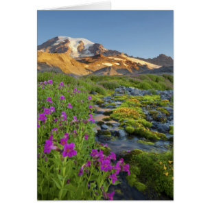 États-Unis, Parc national du Mont Rainier, Washing