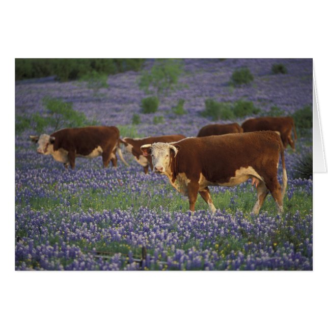 États-Unis, Texas, Texas Hill Country, Hereford (Devant horizontal)