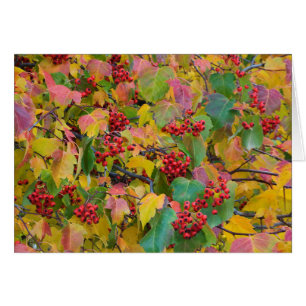 États-Unis, Washington, comté de Spokane, Hawthorn