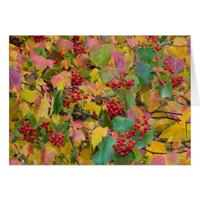 États-Unis, Washington, comté de Spokane, Hawthorn (Devant horizontal)