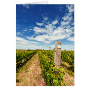 États-Unis, Washington, Walla Walla. Cabernet Sauv