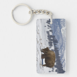 États-Unis, WY, Parc national de Yellowstone, Biso