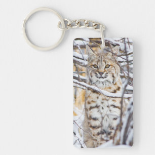 États-Unis, Wyoming, Bobcat