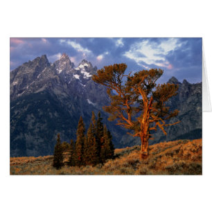 États-Unis, Wyoming, Grand Teton NP. Un cèdre soli