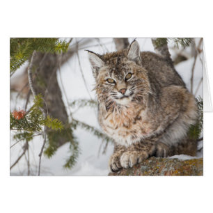 États-Unis, Wyoming, Parc national de Yellowstone,