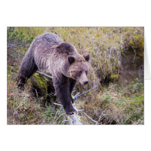 États-Unis, Wyoming, Parc national de Yellowstone,