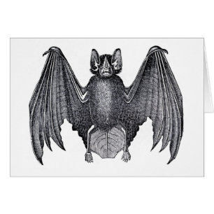 Étching zoologique classique - chauve-souris
