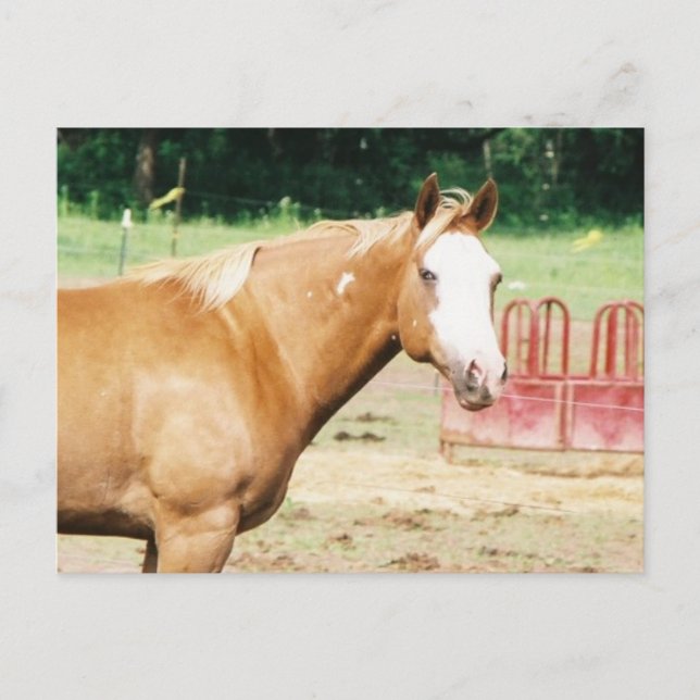 Eternal Wild Cat Postkarte (Vorderseite)