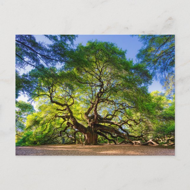 Ethereal Angel Oak Tree Postkarte (Vorderseite)