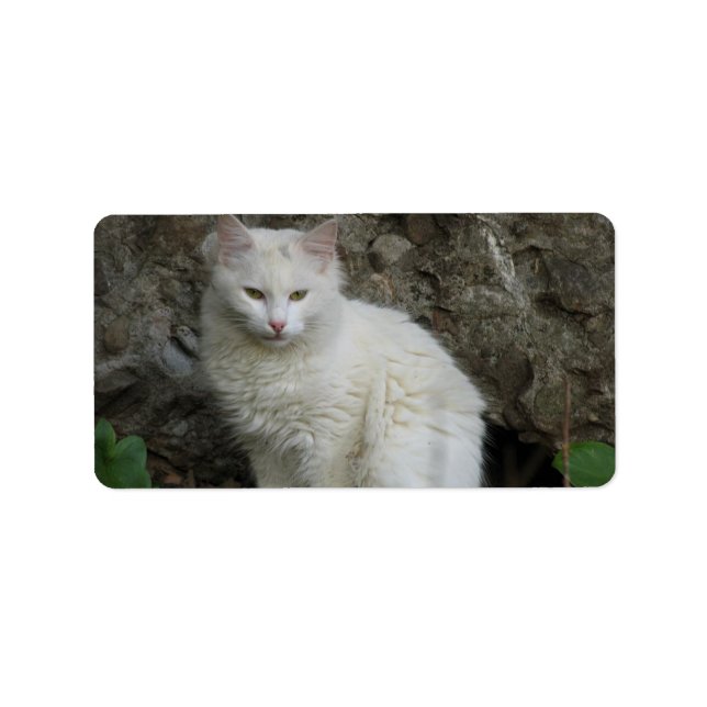 Etikett der weißen Katze Adressaufkleber (Vorne)