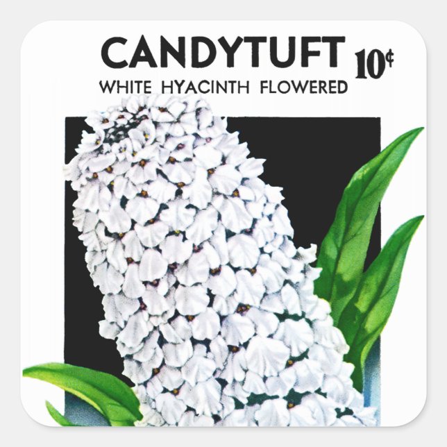 Etikett für Kandytuft-Saatgut Quadratischer Aufkleber (Vorderseite)