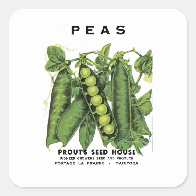 Etikett für Peas-Saatgut Quadratischer Aufkleber (Vorderseite)