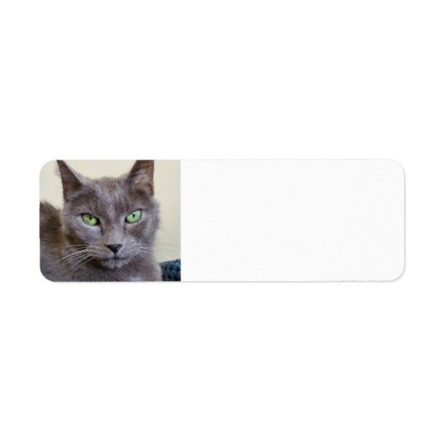 Etiketten für graue Katzen (Vorne)