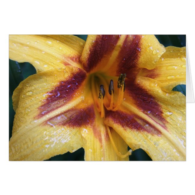 Étincelle rouge jaune (Devant horizontal)