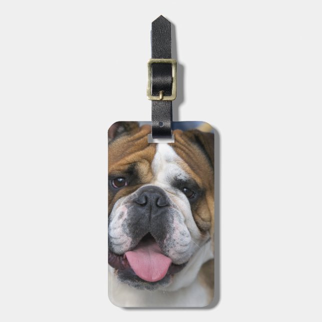 Étiquette À Bagage A English bulldog en Belgique. (Devant Vertical)