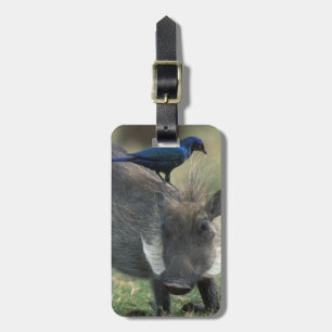 Étiquette À Bagage Afrique du Sud, Pilanesburg GR, Warthog