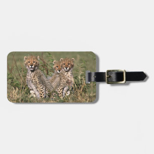 Étiquette À Bagage Afrique; Kenya; Masai Mara; Trois petits guépards