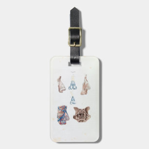 Étiquette À Bagage Anatomie vintage du nez et des sinus humains