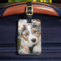 Animaux de bébés cutest | Australian Shepherd Pupp