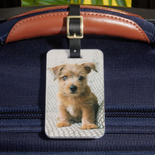 Étiquette À Bagage Animaux de bébés cutest   Norfolk Terrier Puppy