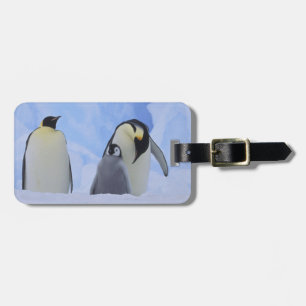 Étiquette À Bagage Antarctique. Manchots empereurs et poussin