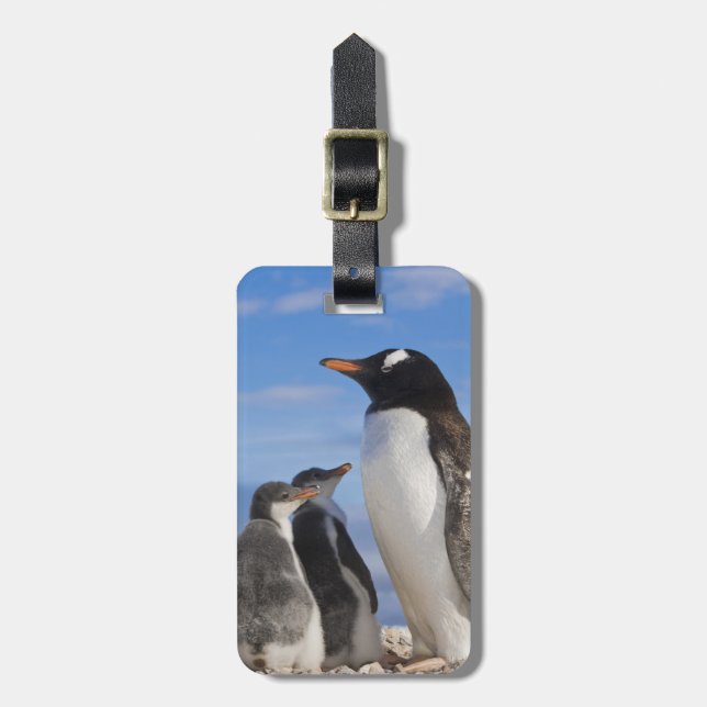 Étiquette À Bagage Antarctique, Neko Cove (Port). Pingouin Gentoo 2 (Devant Vertical)