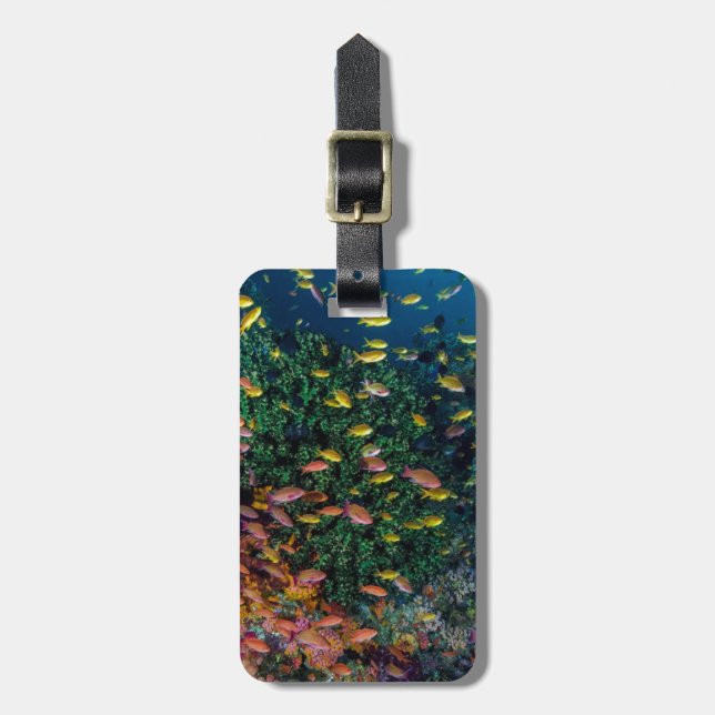 Étiquette À Bagage Bancs de poissons nagent dans le récif (Devant Vertical)