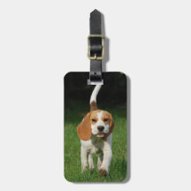 Beagle Insérez votre propre photo