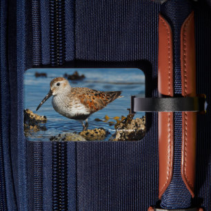 Étiquette À Bagage Beau Sandpiper Dunlin à Spring Beach