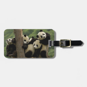 Étiquette À Bagage Bébés pandas géants (Ailuropoda melanoleuca)