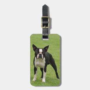 Étiquette À Bagage Boston terrier
