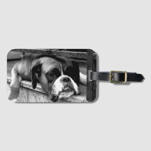 Étiquette À Bagage Boxer Chien sur Windows sill bc ltcnm