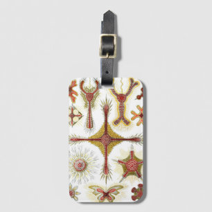 Étiquette À Bagage Chamomile sauvage par Ernst Haeckel, Nature Vintag