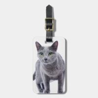 Chat bleu russe