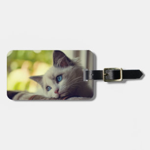 Étiquette À Bagage Chaton de Ragdoll